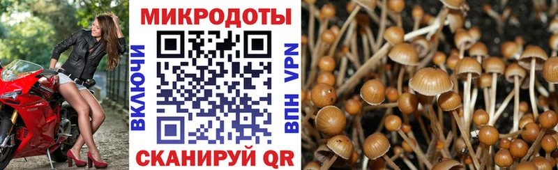 где купить наркоту  Гдов  Галлюциногенные грибы Cubensis 
